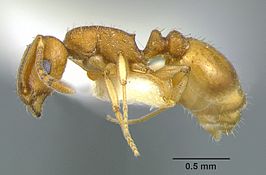 Temnothorax carinatus
