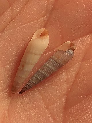 <i>Neoterebra vinosa</i> Species of gastropod