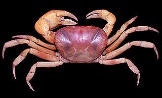 Parathelphusinae Subfamily of crabs