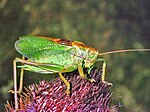 Tettigonia cantans