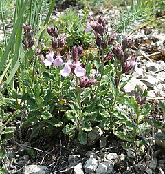 Teucrium chamaedrys 010707.jpg