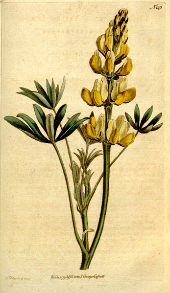 File:The Botanical Magazine, Plate 140 (Volume 4, 1791).png