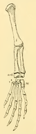 The Osteology of the Reptiles-192 iuyhgh jhg frt 22.png
