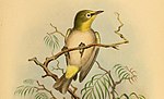 Thumbnail for Moheli white-eye