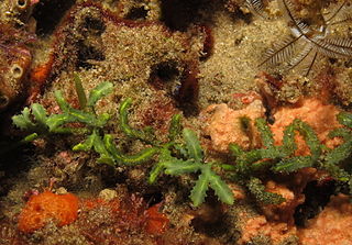 <i>Caulerpa serrulata</i> Species of seaweed