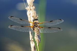 Libellula quadrimaculata