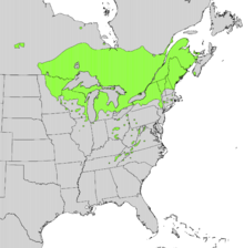 Ameriški klek se pojavlja v predelih Kanade in severnem delu Združenih držav Amerike