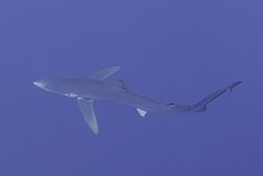 Blue shark in the Faial-Pico Channel, Azores Islands, Portugal (not a picture of me)