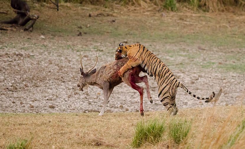 Tiger Kill.jpg