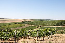 Weinbergssicht vom Tisch des Weins