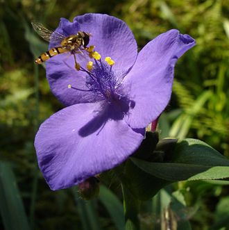A species of Tradescantia being visited by a fly. Tradescantia.jpg