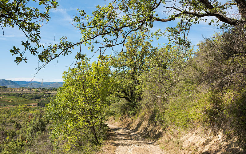 File:Trail in Murviel-lès-Béziers 03.jpg