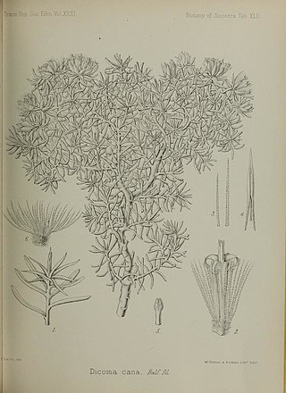 <i>Macledium canum</i> Species of flowering plant