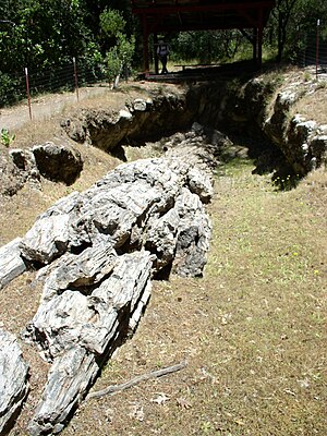 Bosque petrificado - Wikiwand