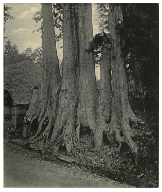 Plate 40: Cryptomerias at Imaichi