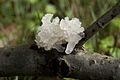 シロキクラゲ Tremella fuciformis