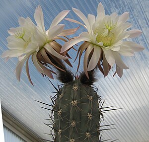 Trichocereus tacaquirensis 01.jpg