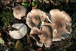 Gelsvėjantysis baltikas (Tricholoma scalpturatum)