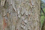樹皮は短冊状に剥がれて、独特の幹肌になる。