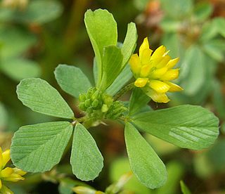 <i>Trifolium dubium</i> Species of flowering plant in the bean family Fabaceae
