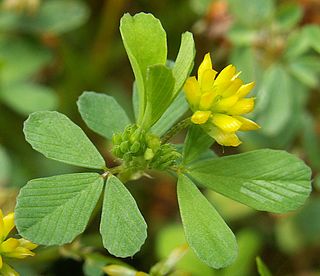 <i>Trifolium dubium</i> species of plant