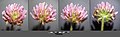 Trifolium fragiferum (subsp. fragiferum) sl29.jpg
