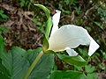 Trillium ovatum