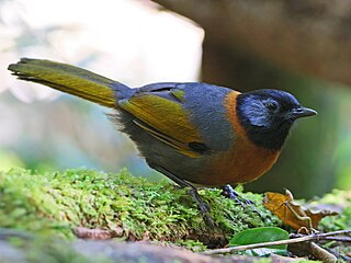 <span class="mw-page-title-main">Collared laughingthrush</span> Species of bird