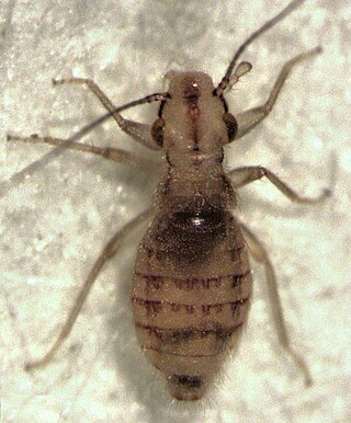 <i>Trogium</i> Genus of booklice