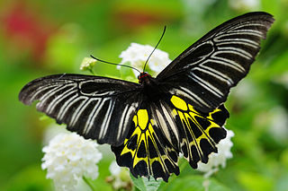 <i>Troides aeacus</i> Species of butterfly