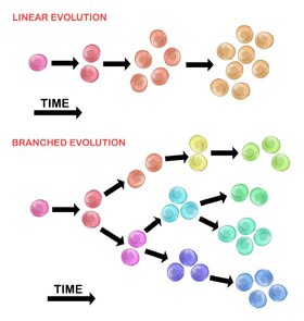 Branched evolution is more likely to contribute to tumour heterogeneity. Tumour heterogeneity linear vs branched.pdf