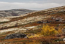 Tundra in the North-East.