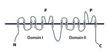 A depiction of Two-Pore Channel 2 (TPC2). There are two domains, labelled I and II. A pore exists in each domain, as labeled by P. Adapted from image in Grimm, C. et al. "Role Of TRPML And Two-Pore Channels In Endolysosomal Cation Homeostasis". Journal of Pharmacology and Experimental Therapeutics 342.2 (2012): 236-244. Web. Two-Pore Channel TPC2.jpg