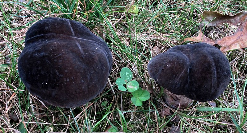 File:Tylopilus alboater (Schwein.) Murrill 650769.jpg