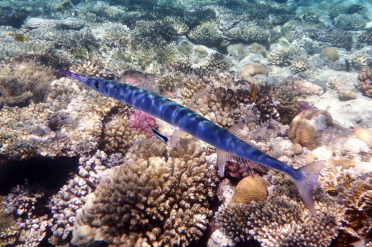 Красное море Египет Барракуда