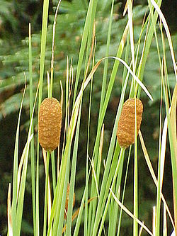 Typha laxmannii1.jpg