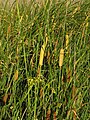 Typha laxmannii (yellow) 2.jpg