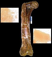 Femore di T. rex (MOR 1125), da cui si sono ottenuti matrici e peptidi demineralizzati.