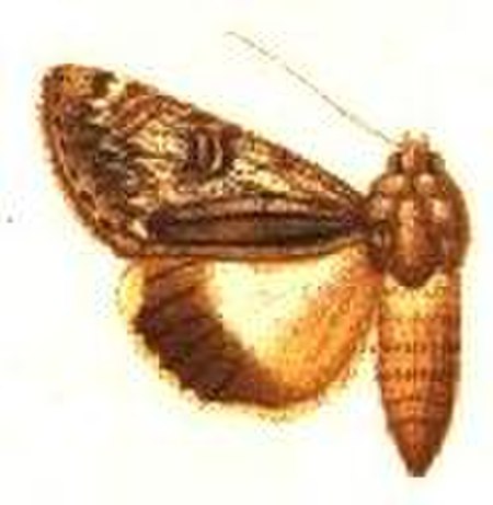 Ulotrichopus leucopasta