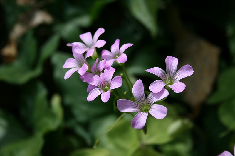 File:Unknown Flower 2 Digon3.JPG