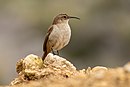 aves De Argentina