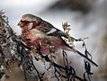 Miniatura para Carpodacus sibiricus