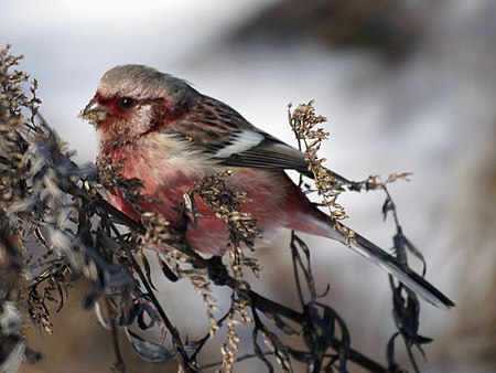 Uragus sibiricus