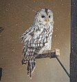 Ural Owl (Strix uralensis) (48398071631).jpg