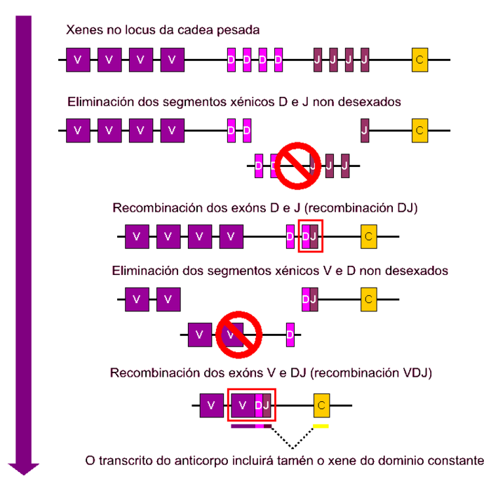 Esquema sinxelo da recombinación V(D)J das cadeas pesadas de inmunoglobulina.