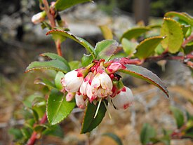 Vaccinium kukinto läheltä