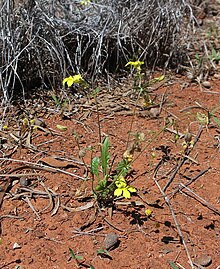 Velleia glabrata - habit - south east of Bourke, NSW.jpg