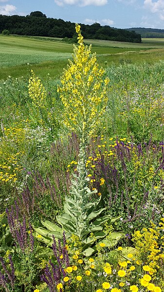 File:Verbascum speciosum sl10.jpg