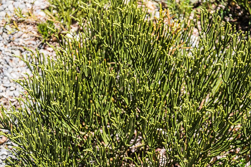 File:Veronica lycopodioides × V. odora in Christchurch Botanic Gardens.jpg