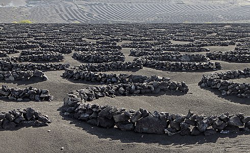 Viticulture, Yaiza Lanzarote